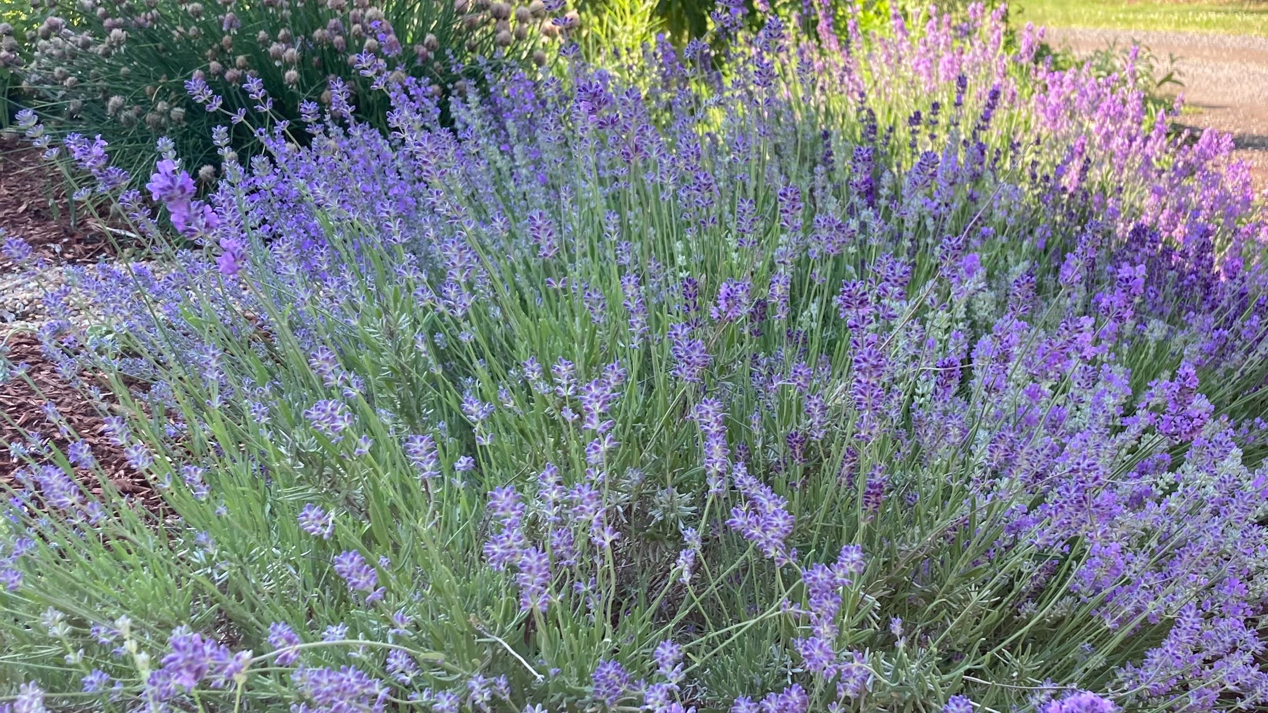 Hill Farm Beautiful and Versatile Backyard Lavender Botanics@Miller |